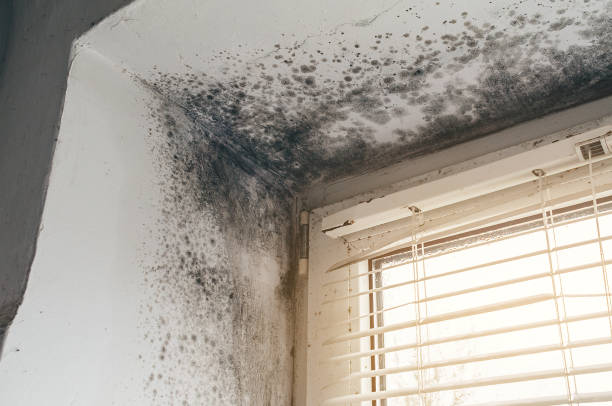 Affordable Basement Mold Removal solutions in Bohemia, NY